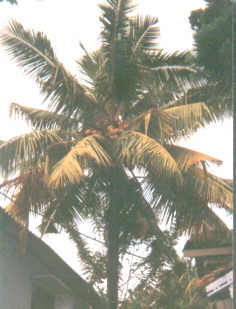 King Coconut in einem Hausgarten