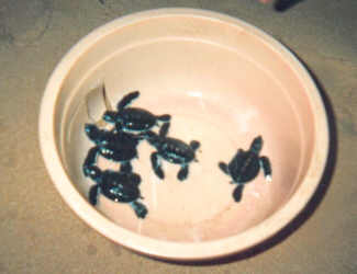 Junge Schildkröten, kurz vor der Aussetzung